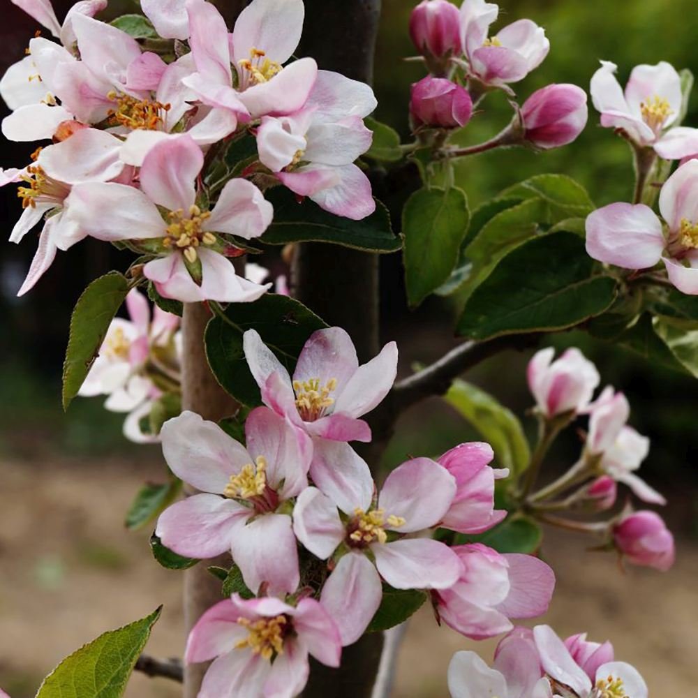 Mar (Malus) Greencats, cu fructe ducli-acrisor