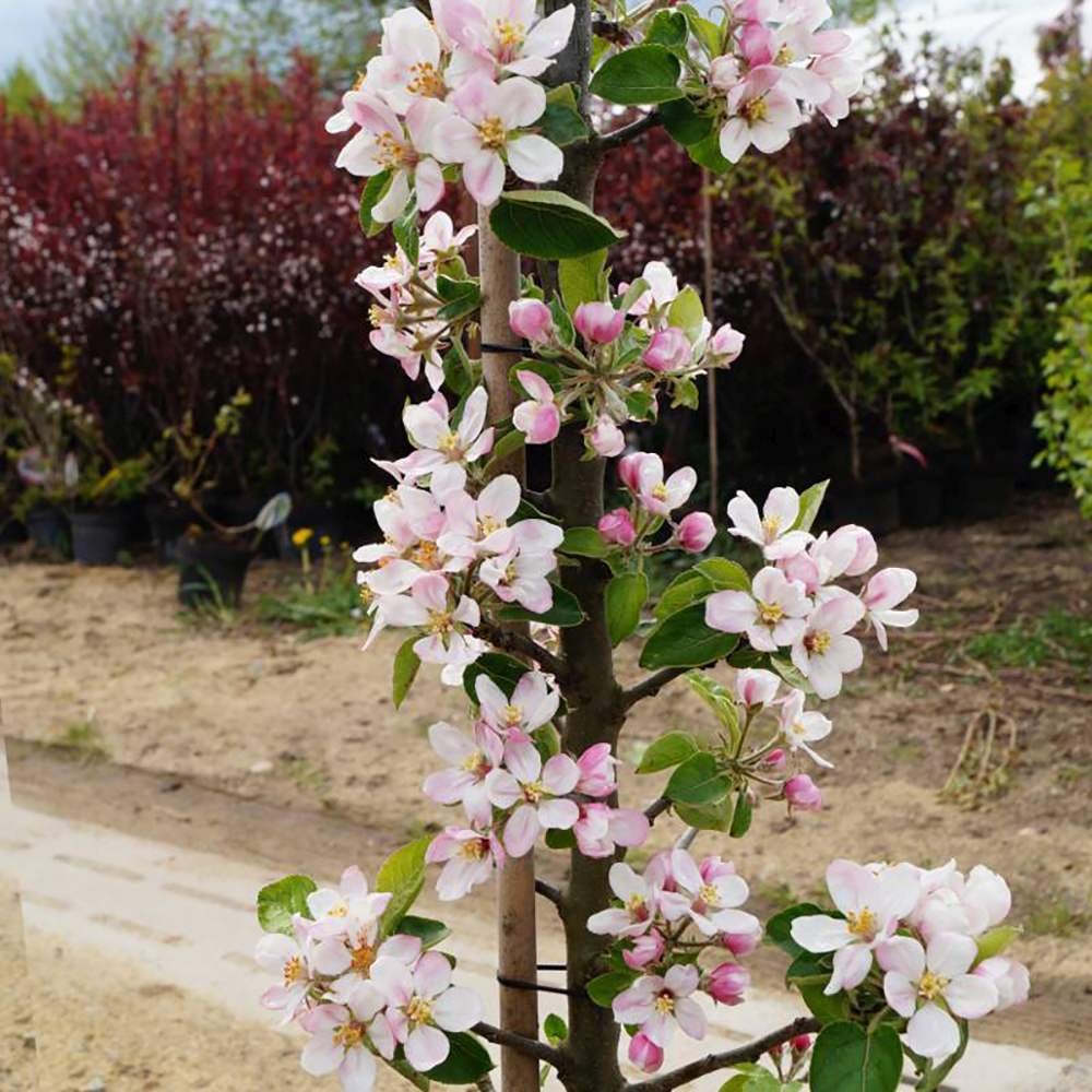 Mar (Malus) Greencats, cu fructe ducli-acrisor