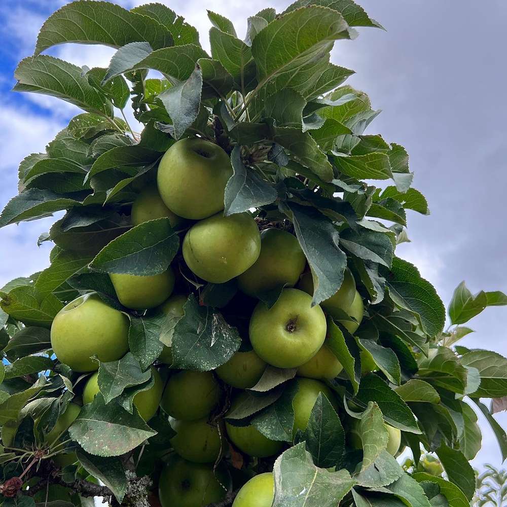 Mar (Malus) Greencats, cu fructe ducli-acrisor