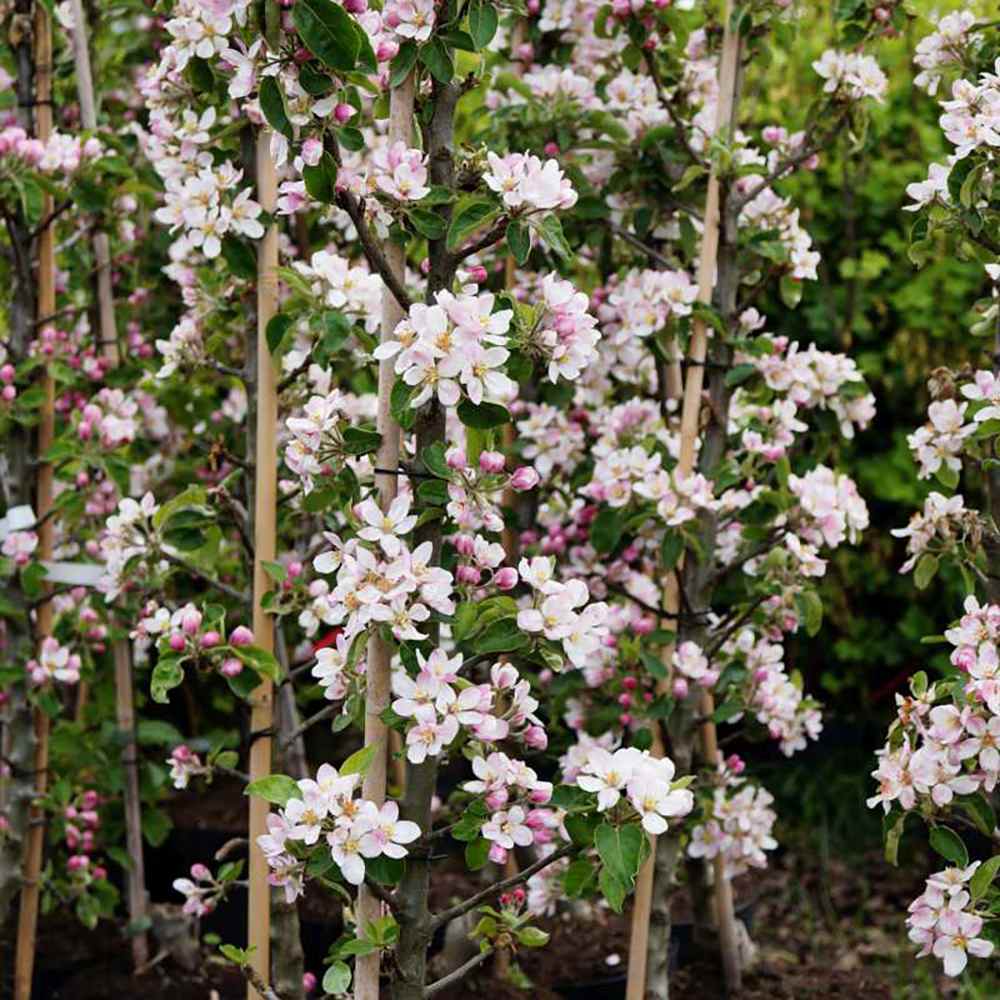 Mar (Malus) Greencats, cu fructe ducli-acrisor