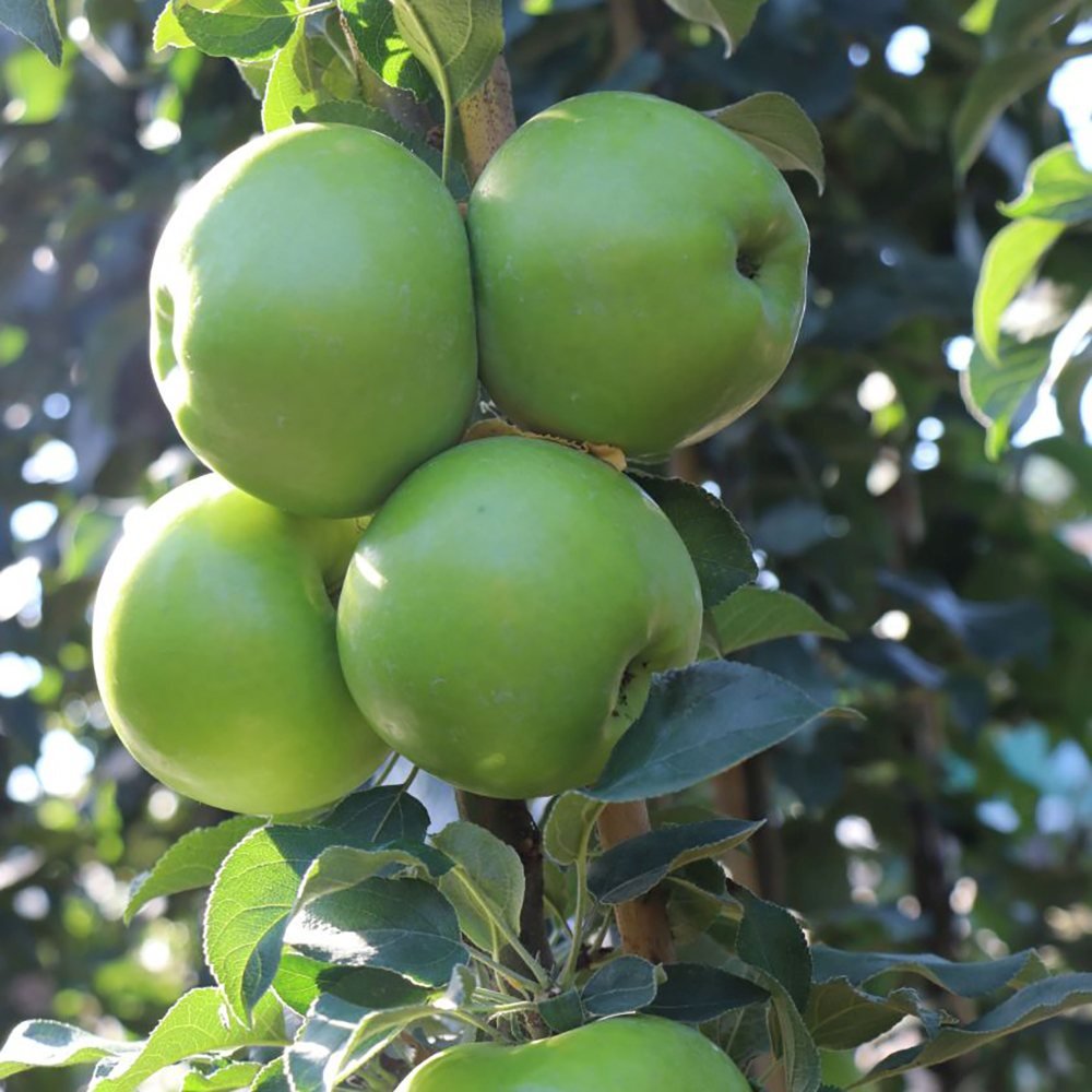 Mar (Malus) Greencats, cu fructe ducli-acrisor