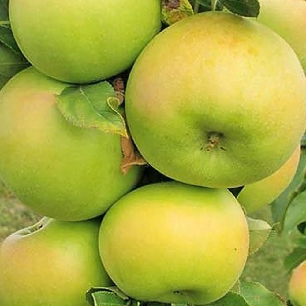 Mar (Malus) Greencats, cu fructe ducli-acrisor