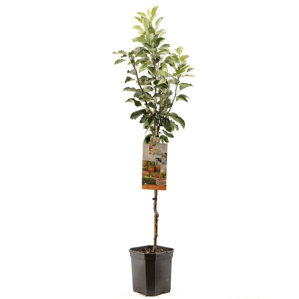 Mar (Malus) James Grieve, cu fructe dulci acrisor