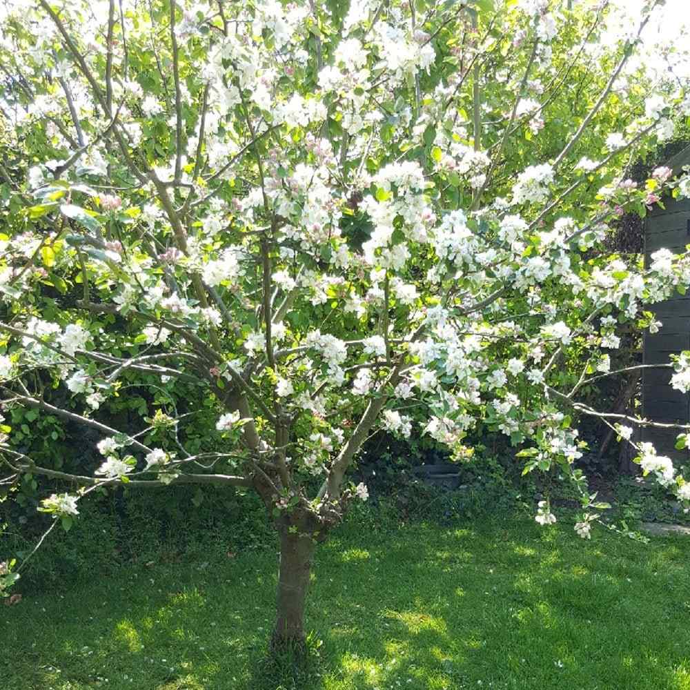 Mar (Malus) James Grieve, cu fructe dulci acrisor