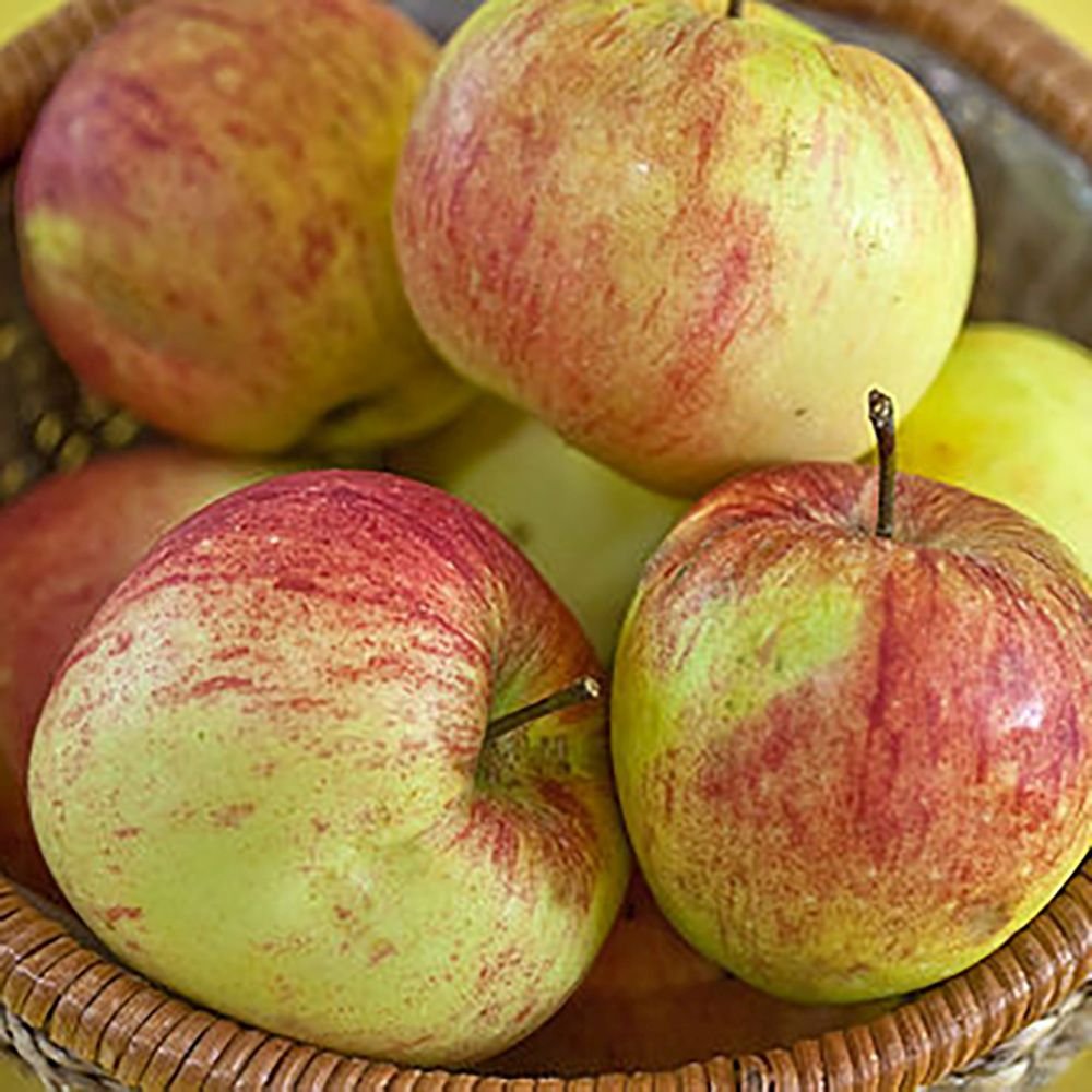 Mar (Malus) James Grieve, cu fructe dulci acrisor