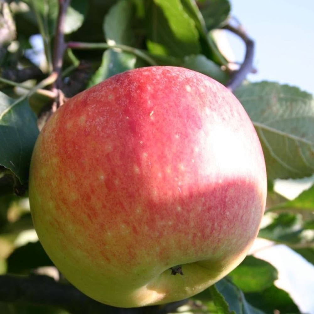 Mar (Malus) James Grieve, cu fructe dulci acrisor