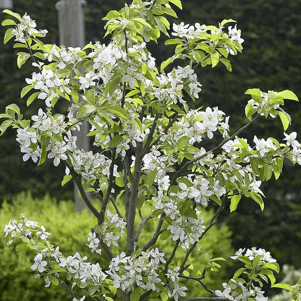 Mar (Malus) James Grieve, cu fructe dulci acrisor