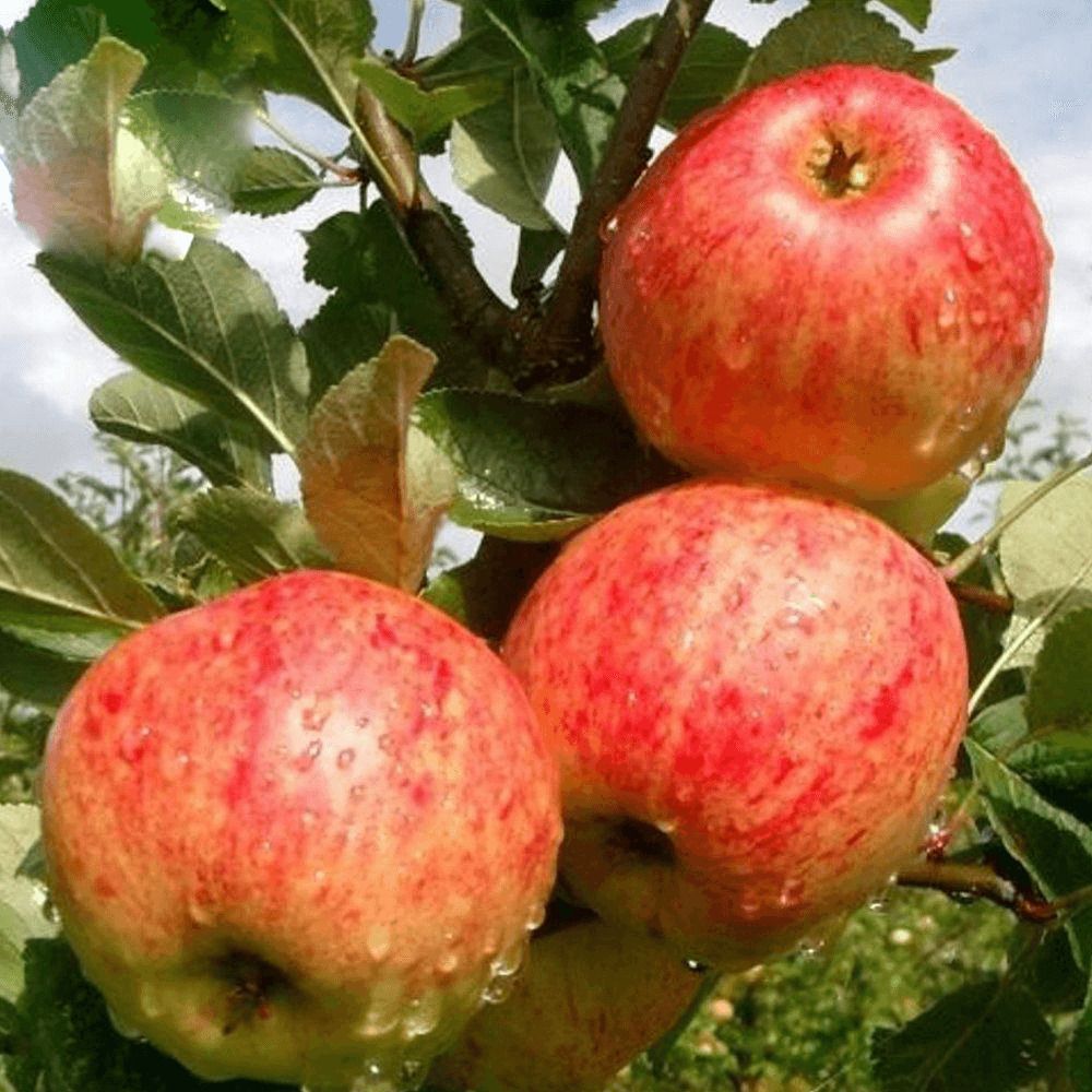 Mar (Malus) James Grieve, cu fructe dulci acrisor