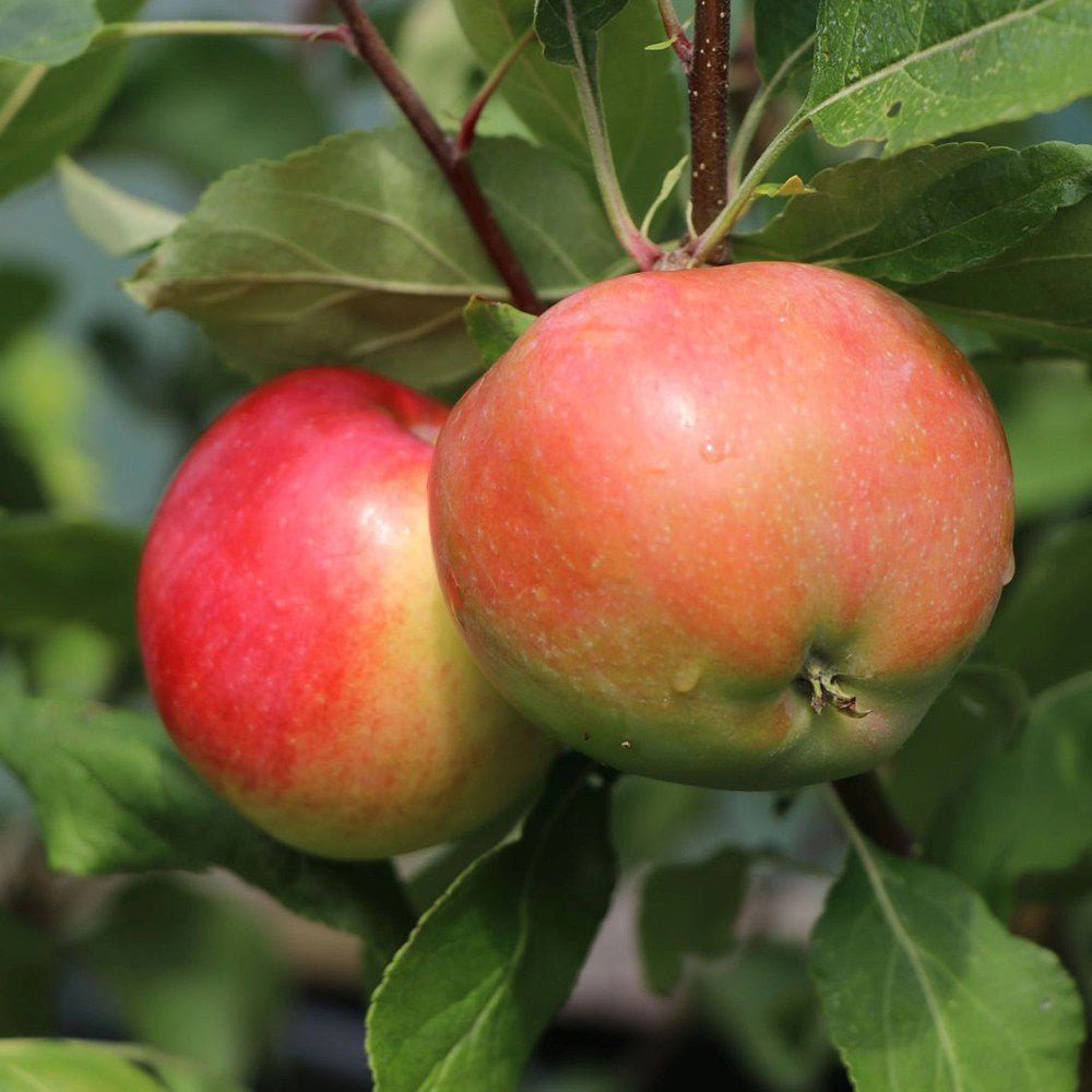 Mar (Malus) Pinova, cu fructe dulci-acrisor portocalii-roscat