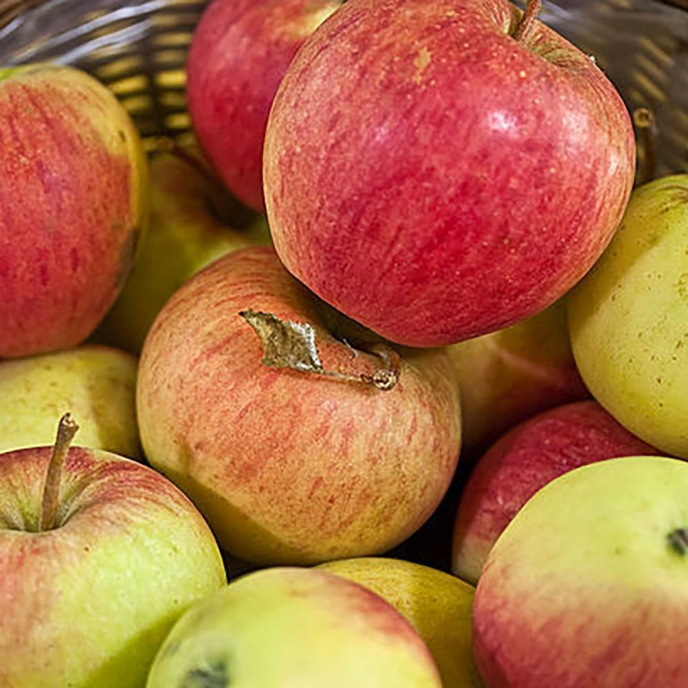 Mar (Malus) Pinova, cu fructe dulci-acrisor portocalii-roscat