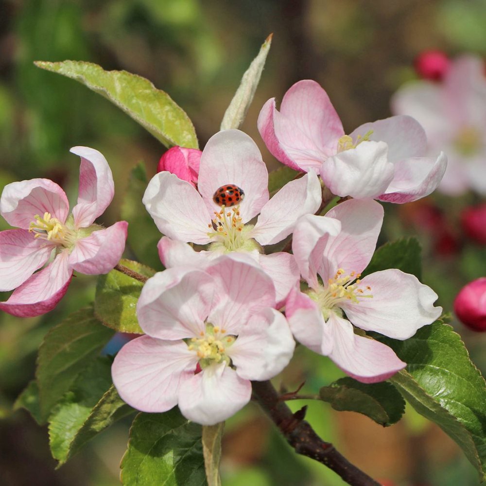 Mar (Malus) Pinova, cu fructe dulci-acrisor portocalii-roscat