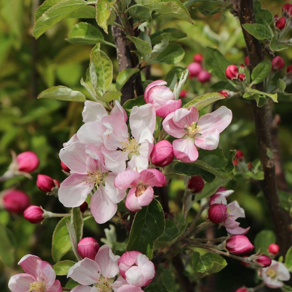 Mar (Malus) Pinova, cu fructe dulci-acrisor portocalii-roscat