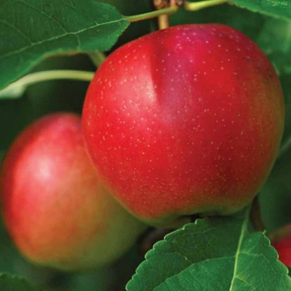 Mar (Malus) Summerred, cu fructe dulci rosii