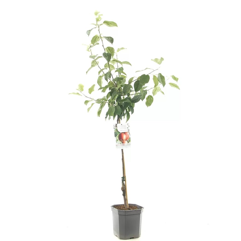 Mar (Malus) Summerred, cu fructe dulci rosii