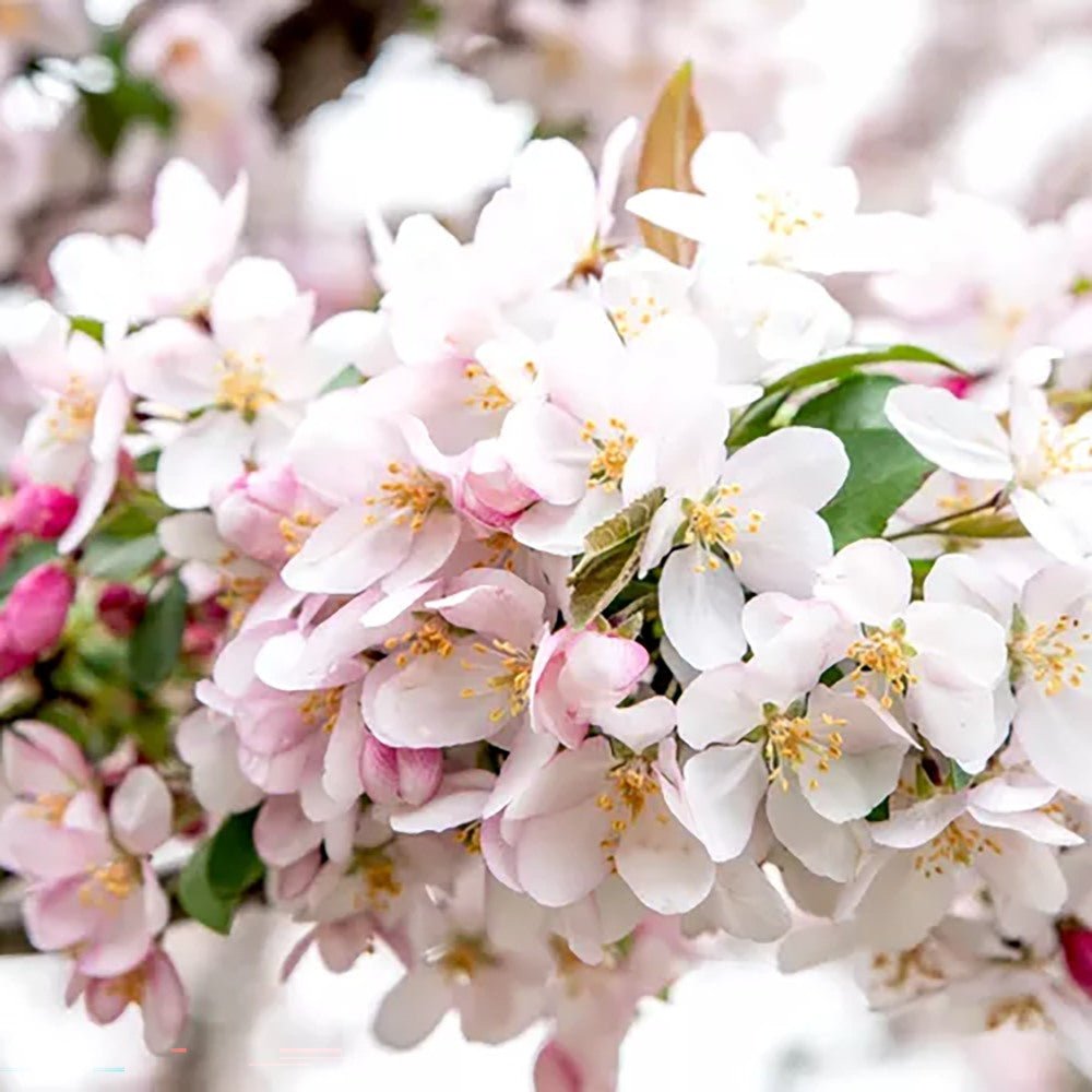 Mar (Malus) Sweet Love, cu fructe dulci-acrisor rosii