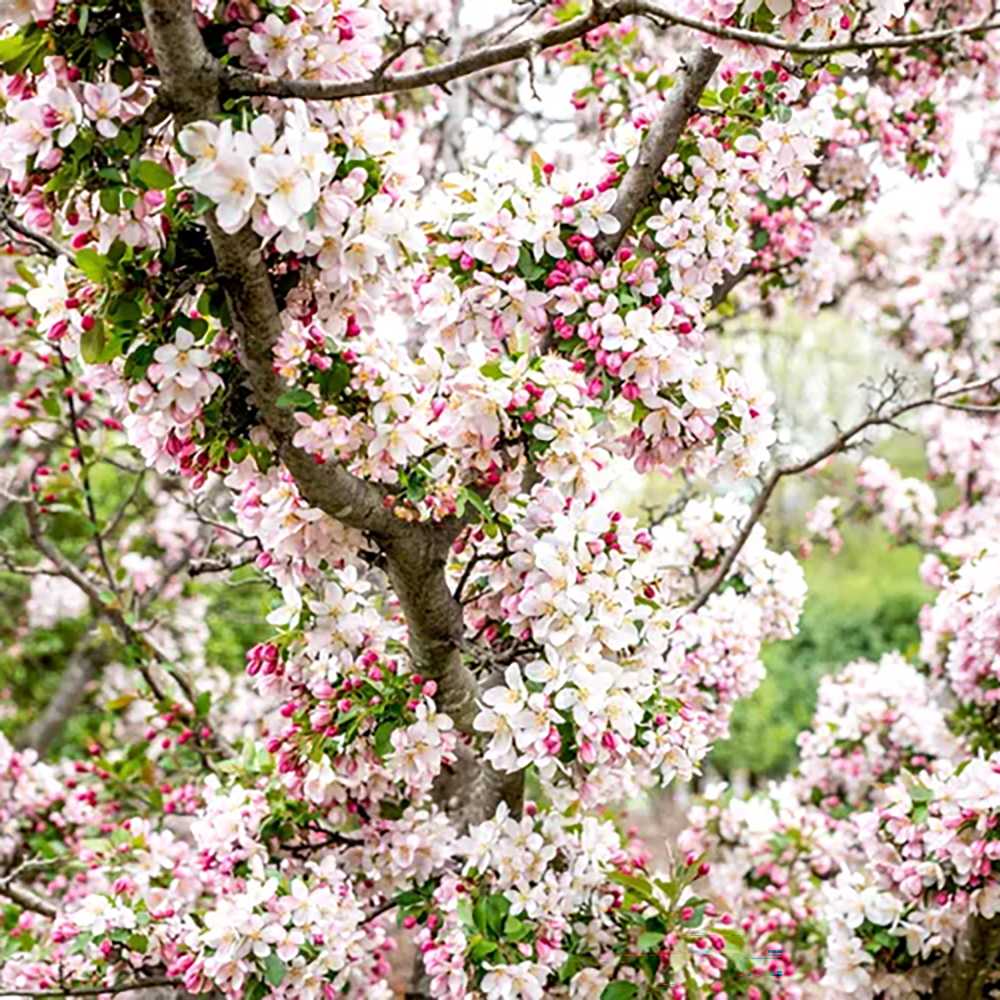 Mar (Malus) Sweet Love, cu fructe dulci-acrisor rosii