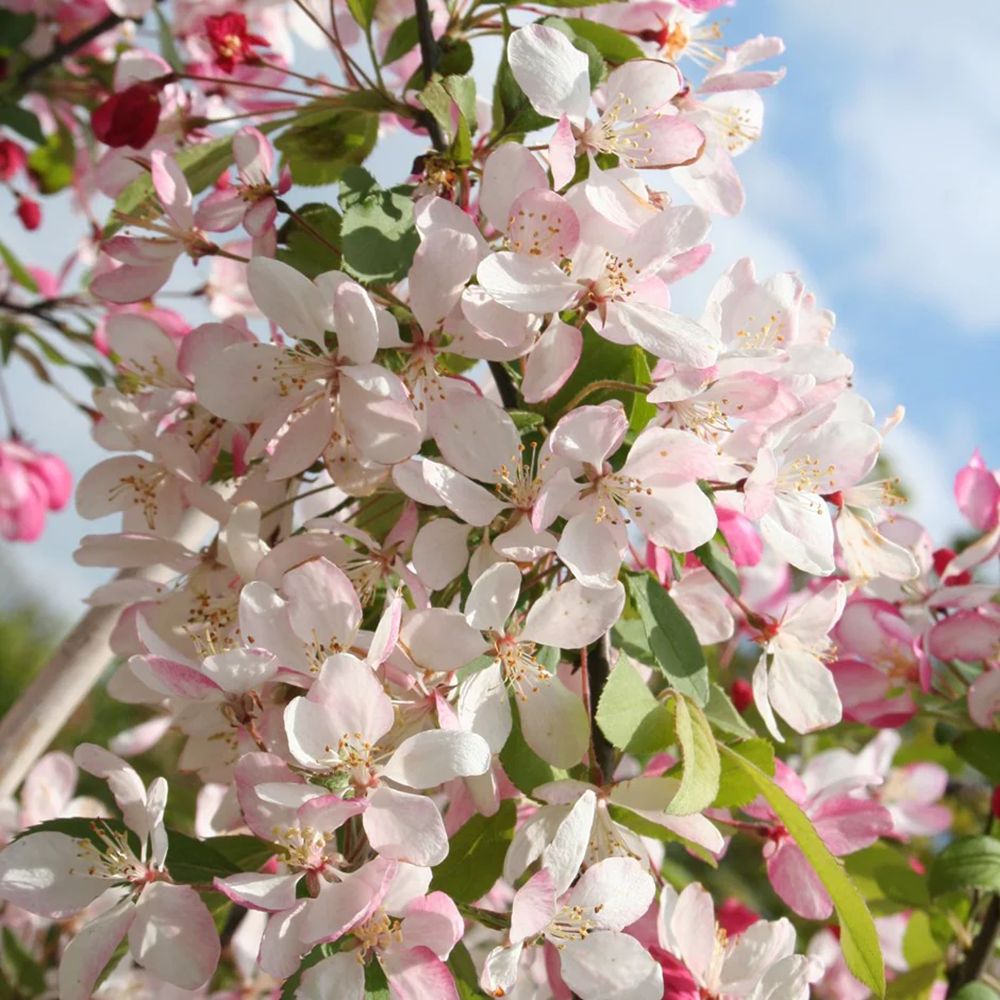 Mar (Malus) Sweet Love, cu fructe dulci-acrisor rosii