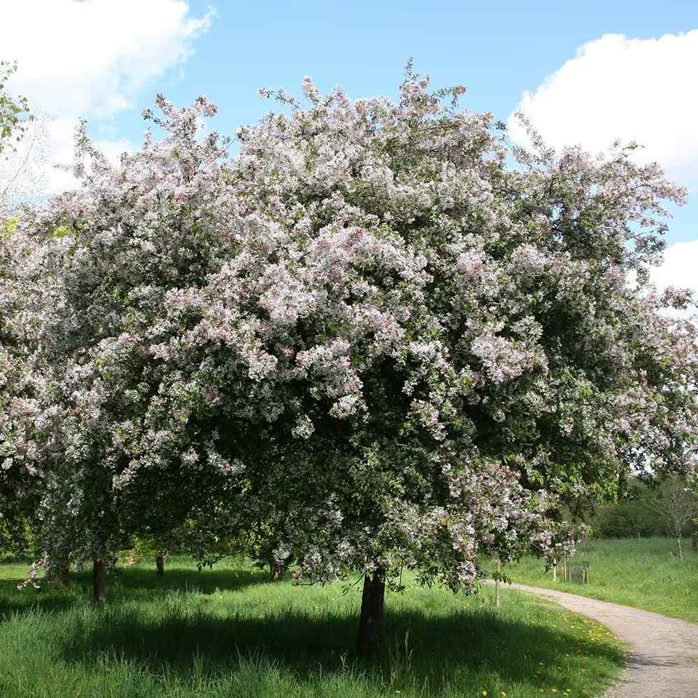 Mar (Malus) Sweet Love, cu fructe dulci-acrisor rosii