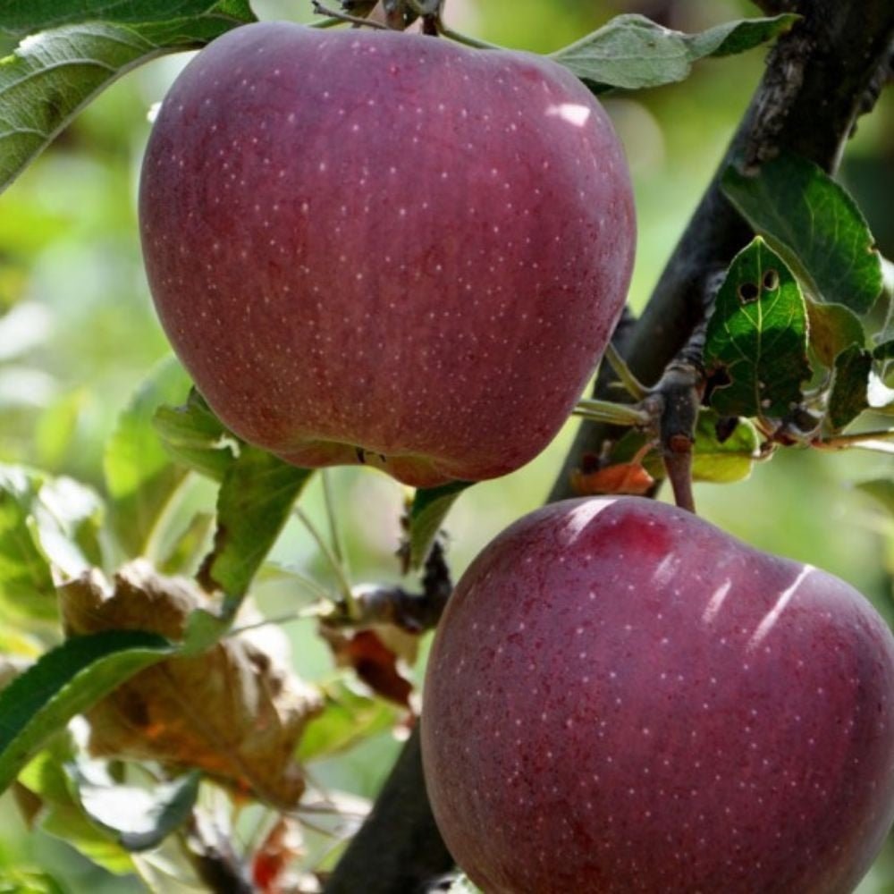 Mar (Malus) Sweet Love, cu fructe dulci-acrisor rosii