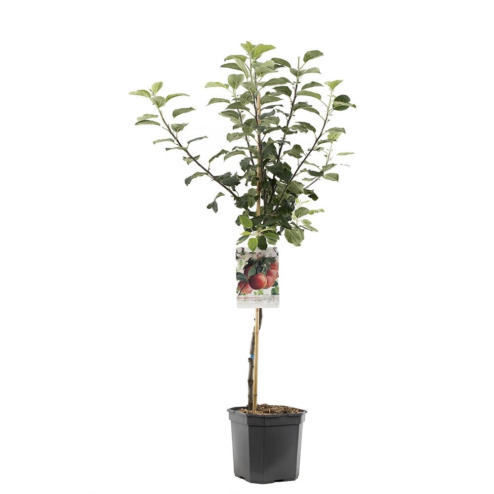 Mar (Malus) Zoete Ermgaard, cu fructe dulci roscat-verzui