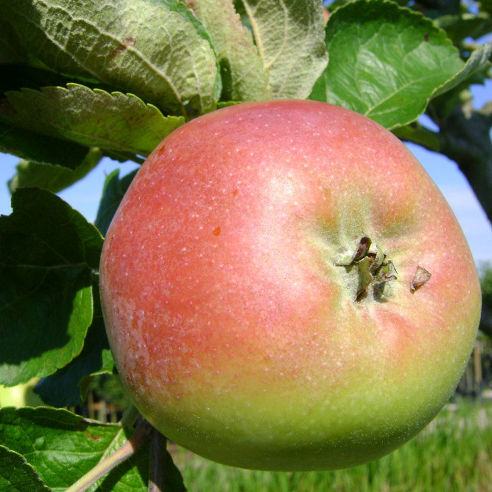 Mar (Malus) Zoete Ermgaard, cu fructe dulci roscat-verzui