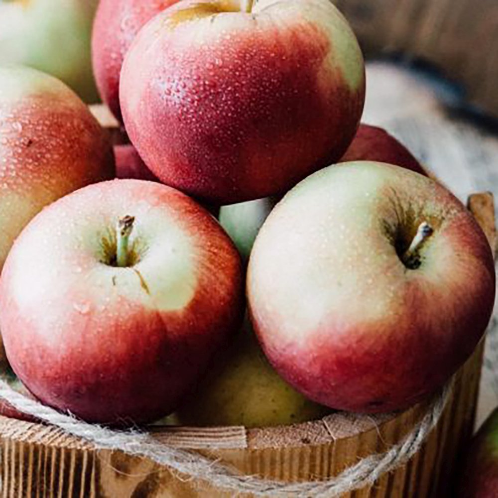 Mar (Malus) Zoete Ermgaard, cu fructe dulci roscat-verzui