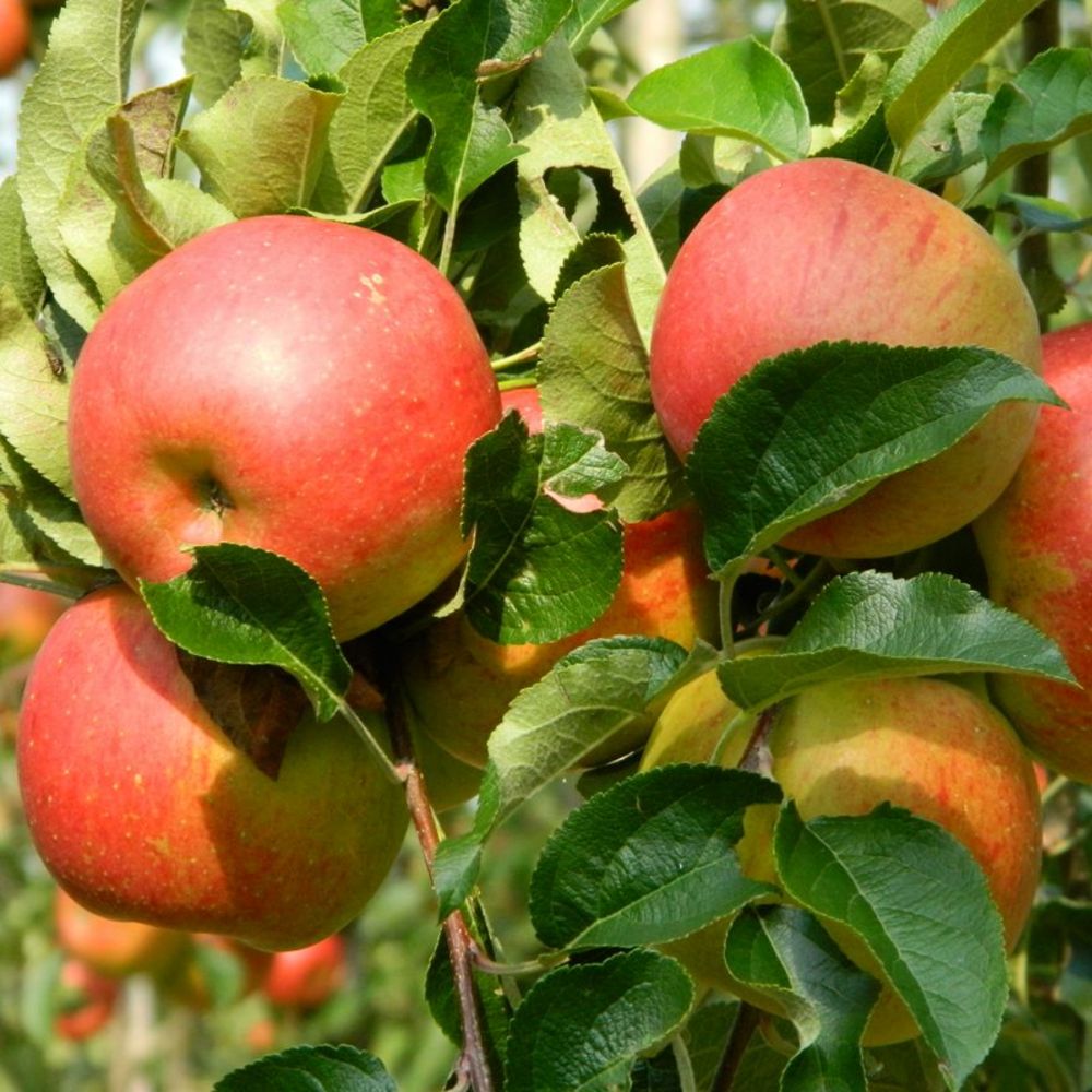Mar Rode Boskoop (Malus), cu fructe dulci rosii