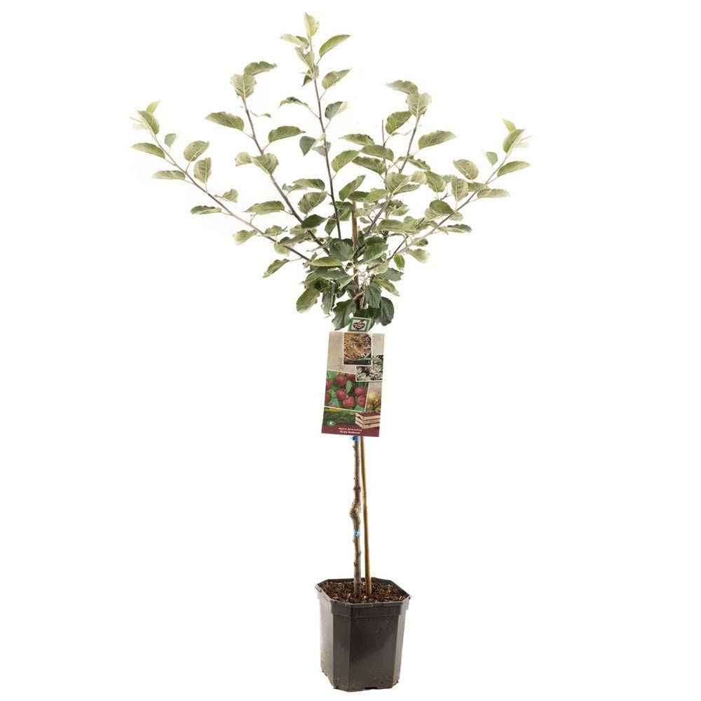 Mar Rode Boskoop (Malus), cu fructe dulci rosii