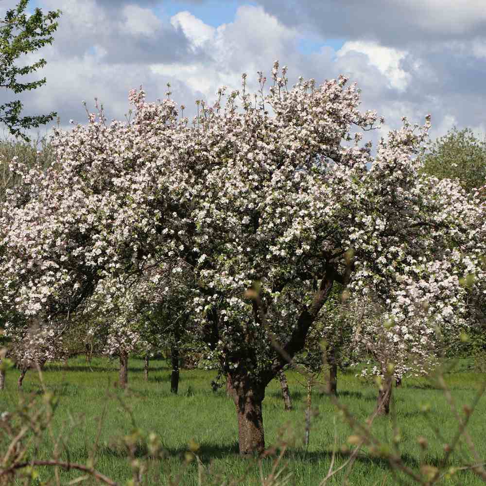 Mar Rode Boskoop (Malus), cu fructe dulci rosii