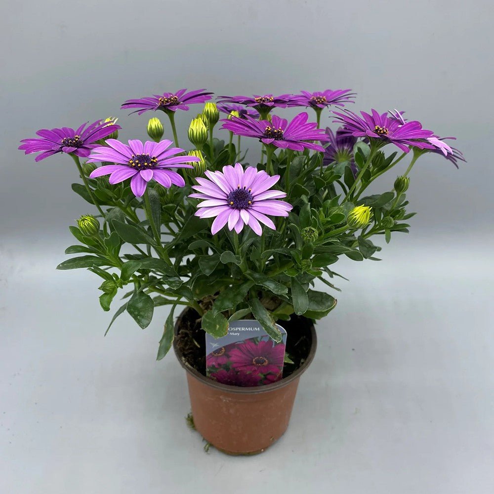 Margareta Africana (Osteospermum Margarita), multicolora