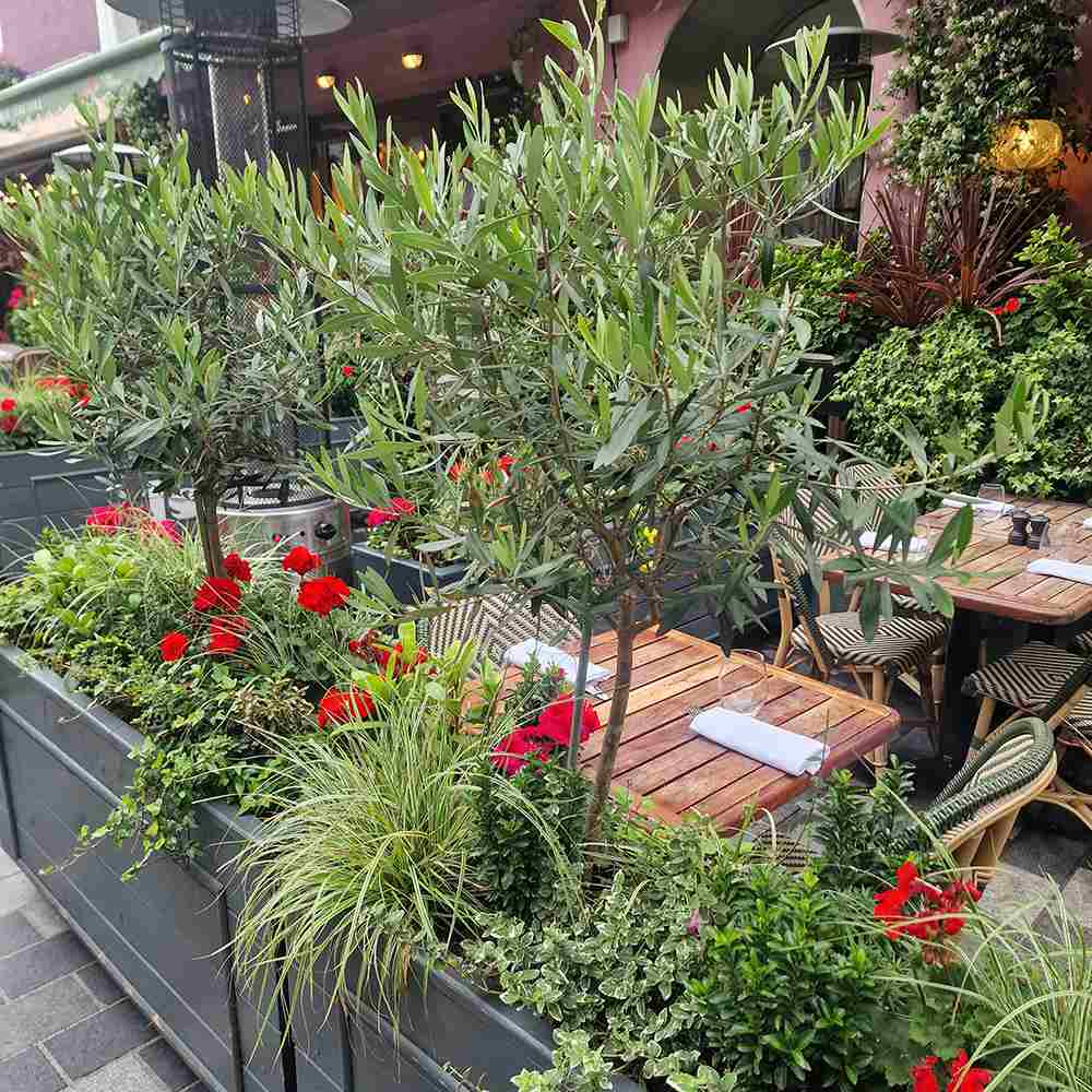 Maslin European 100-110 cm, aclimatizat