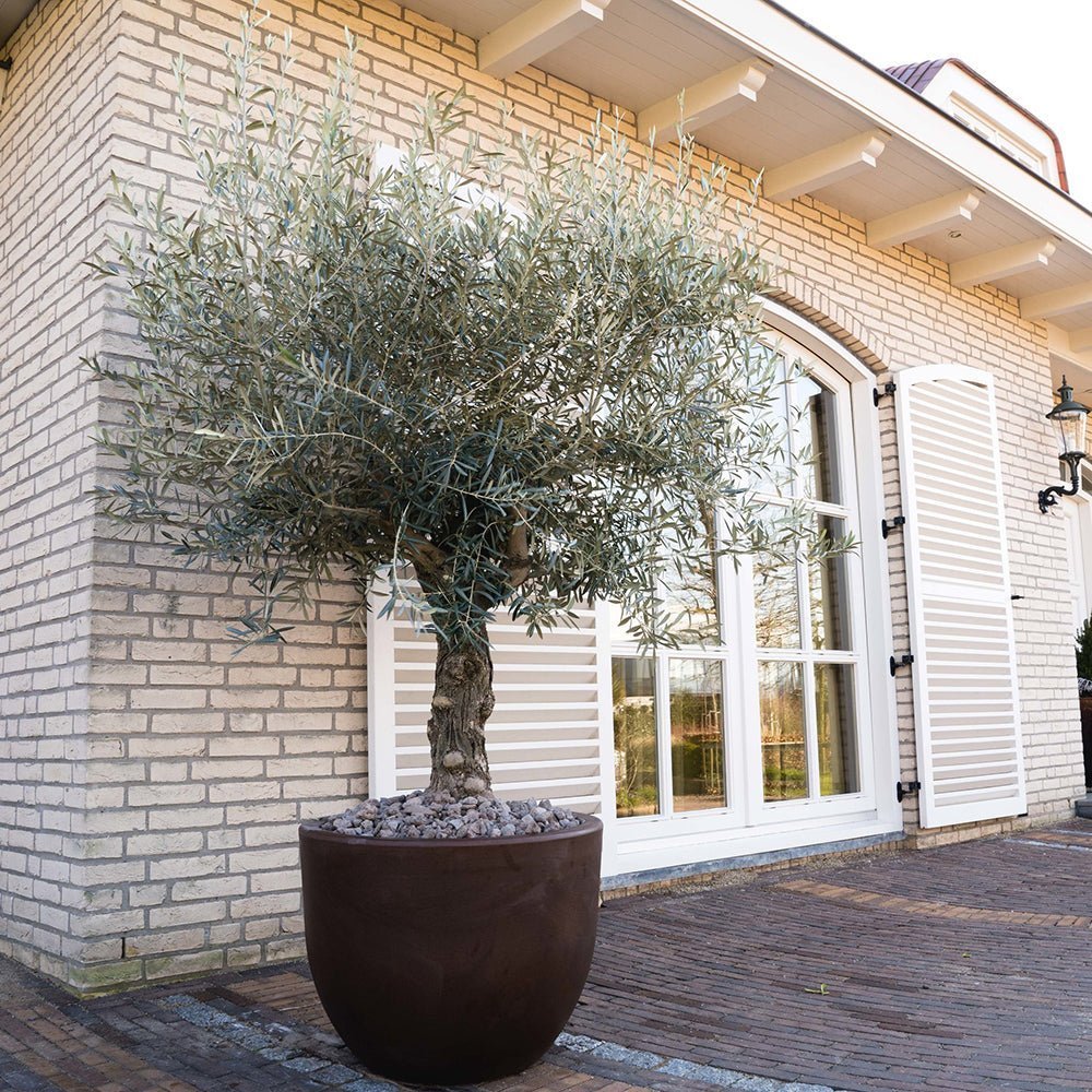 Maslin European 180-200 cm, aclimatizat