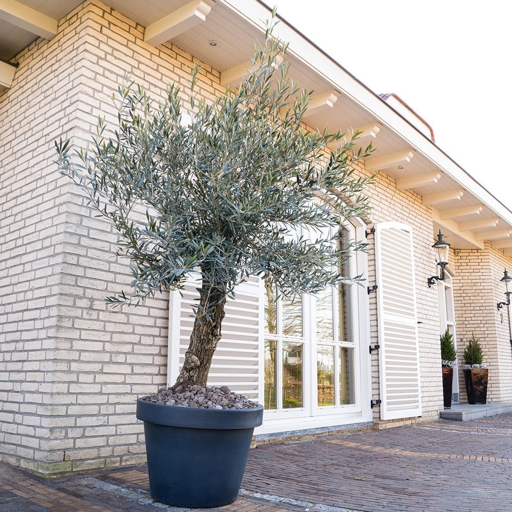 Maslin European 180-200 cm, aclimatizat