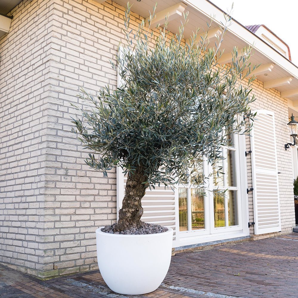 Maslin European 180-200 cm, aclimatizat