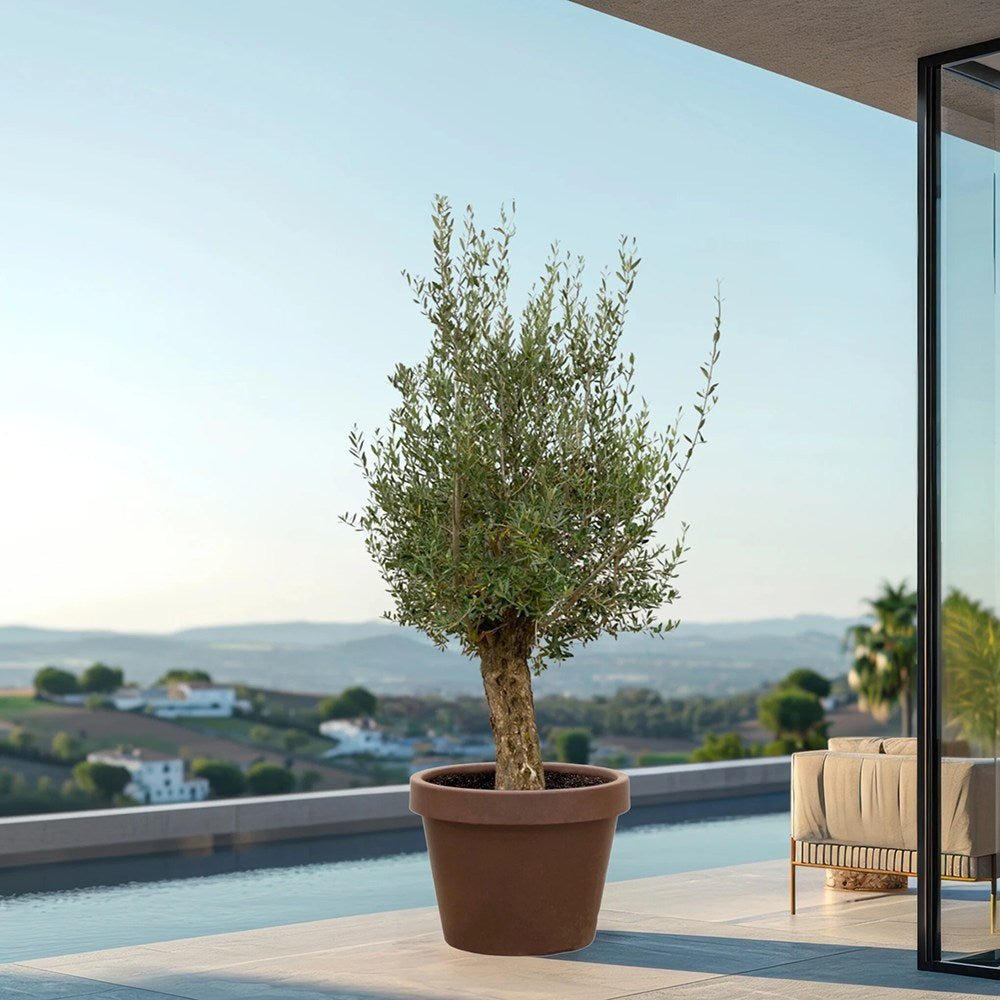 Maslin European 200/240 cm cu Tulpina Groasa si aclimatizat