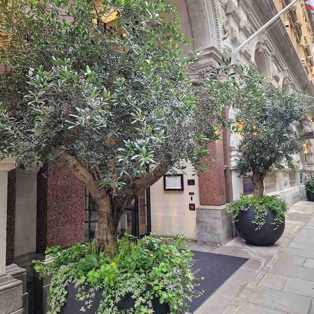 Maslin European 240-280 cm cu Tulpina Lunga si aclimatizat