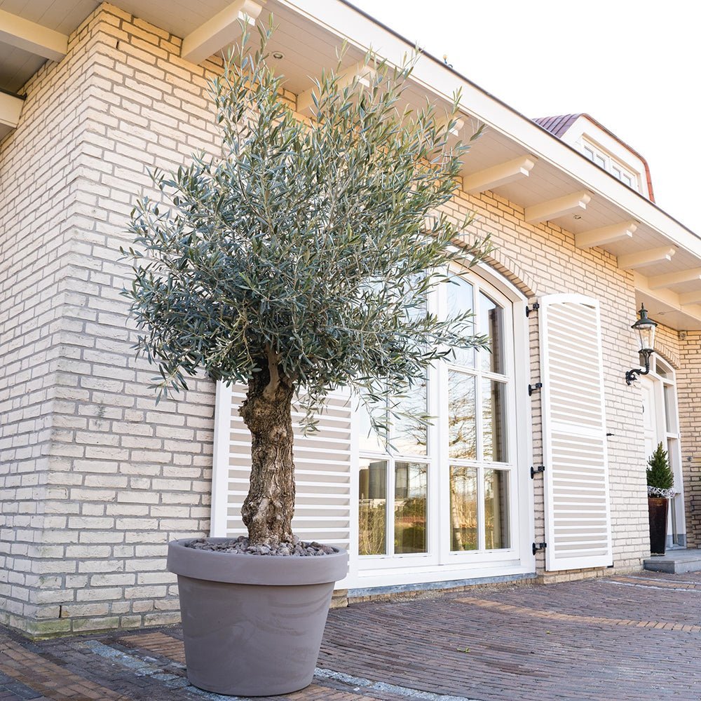 Maslin European 240-280 cm cu Tulpina Lunga si aclimatizat