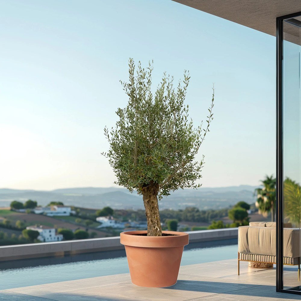 Maslin European 240-280 cm cu Tulpina Lunga si aclimatizat