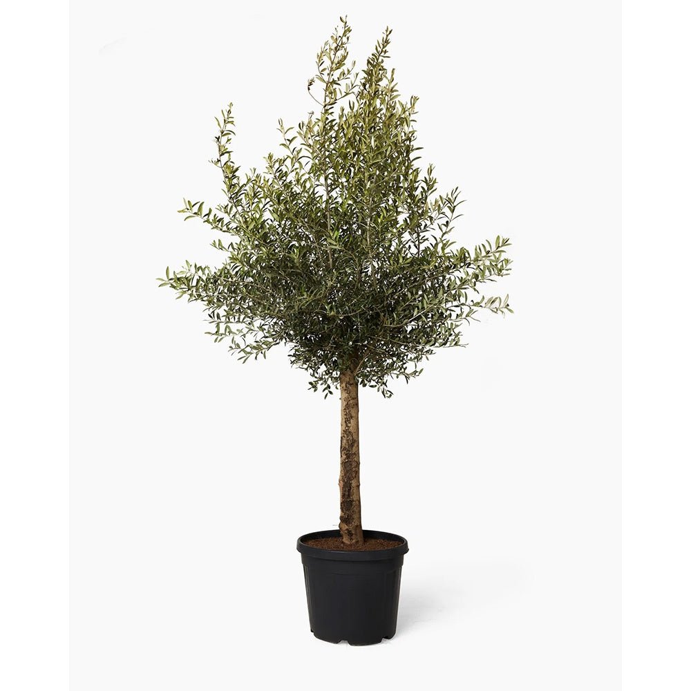 Maslin European 240-280 cm cu Tulpina Lunga si aclimatizat