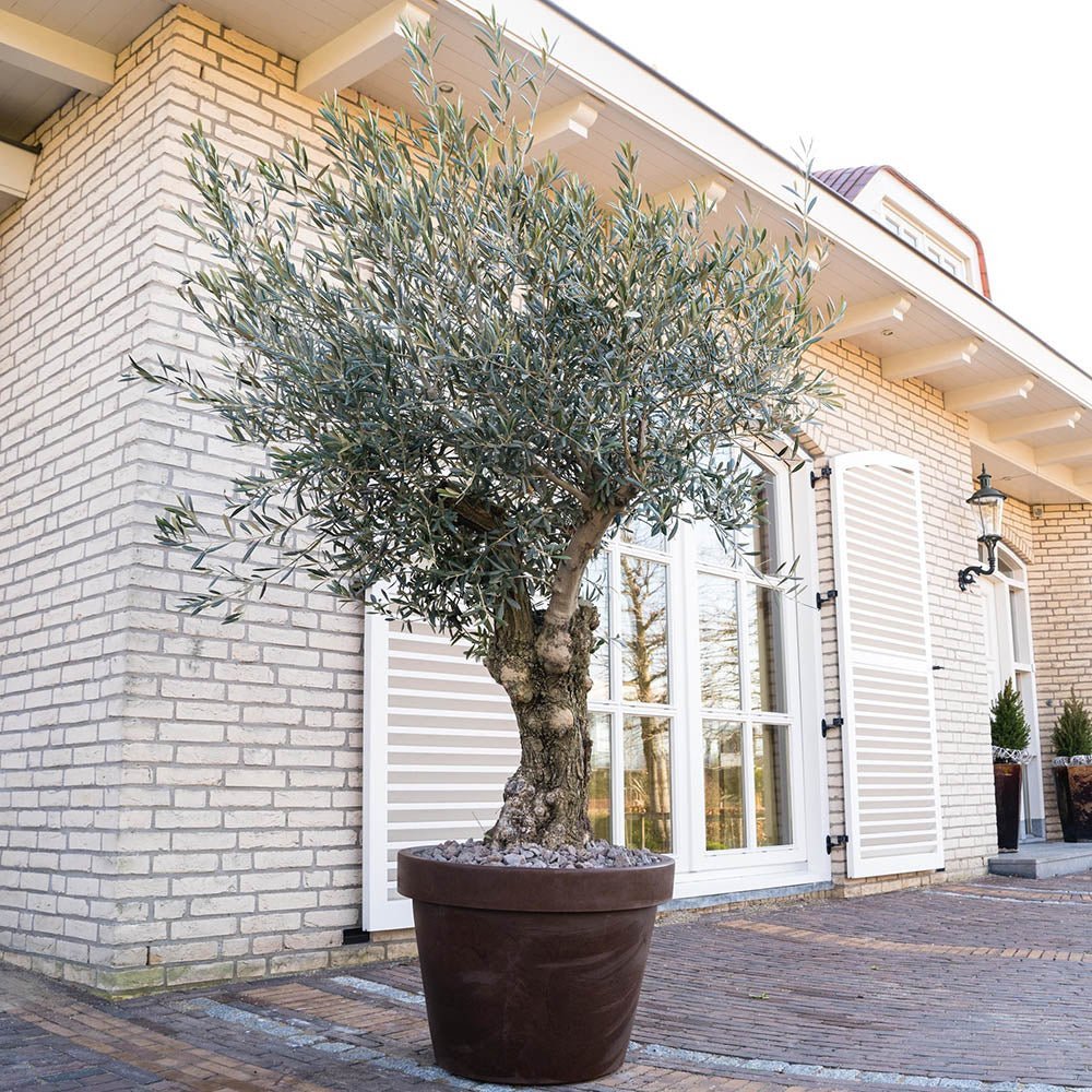 Maslin European 240-280 cm cu Tulpina Lunga si aclimatizat