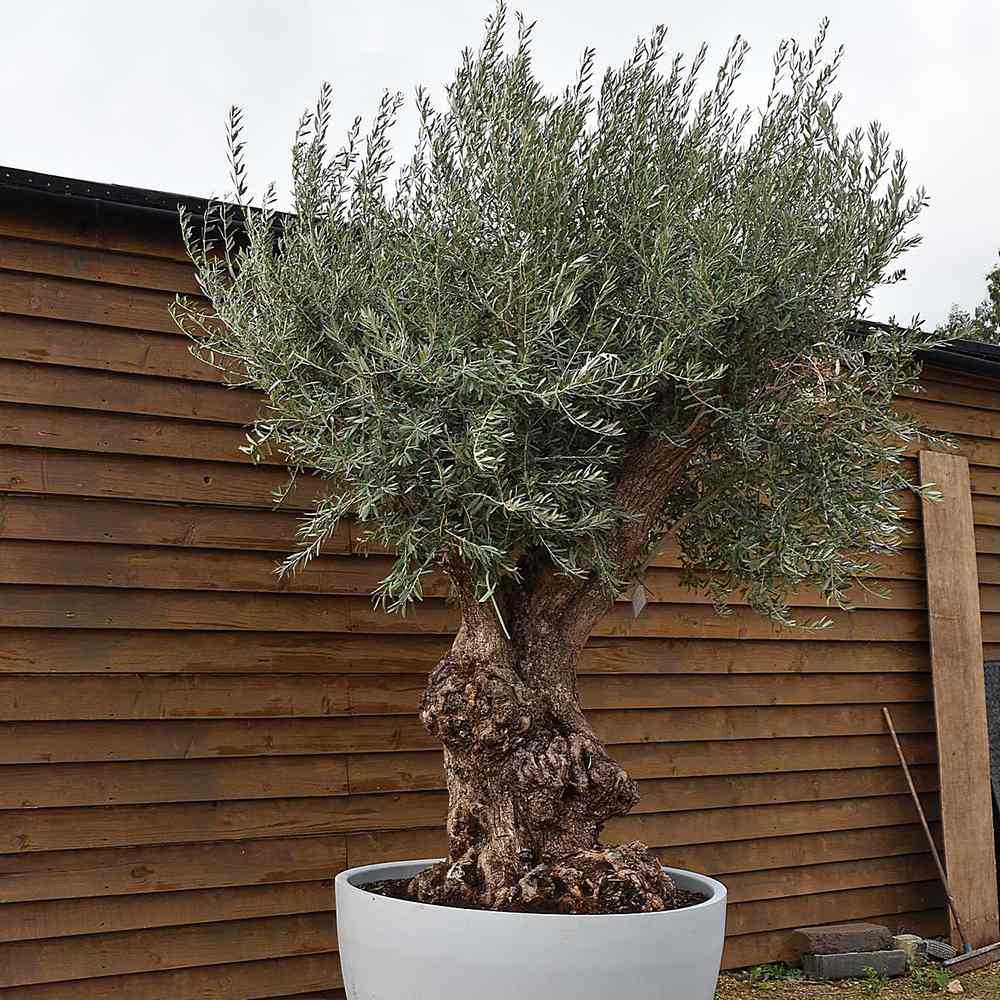 Maslin European Bonsai 220 cm cu Trunchi Nodurossi aclimatizat