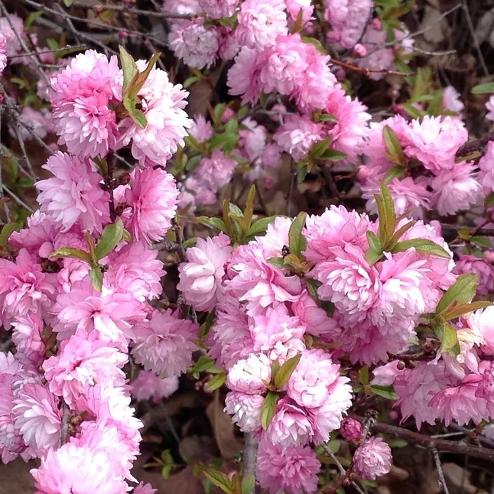 Migdalul pitic ornamental japonez, cu flori roz