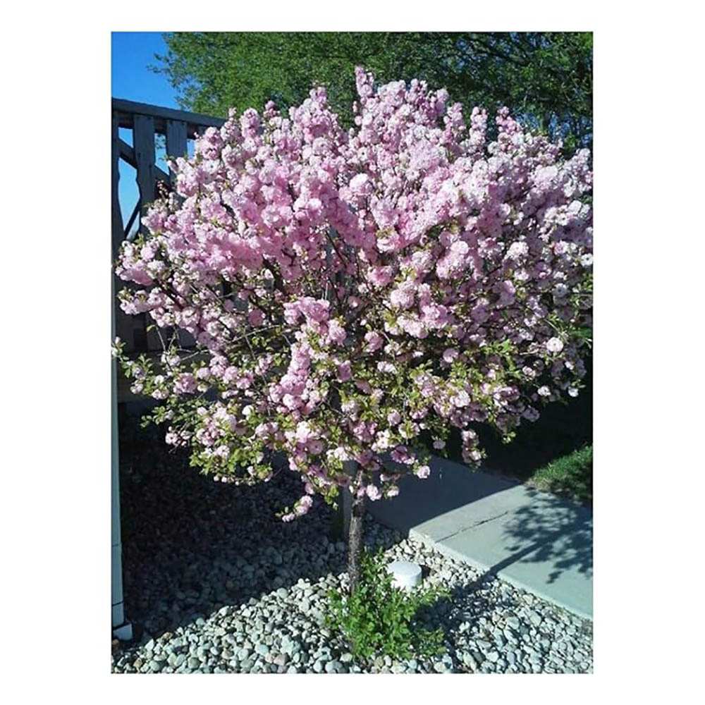 Migdalul pitic ornamental japonez, cu flori roz