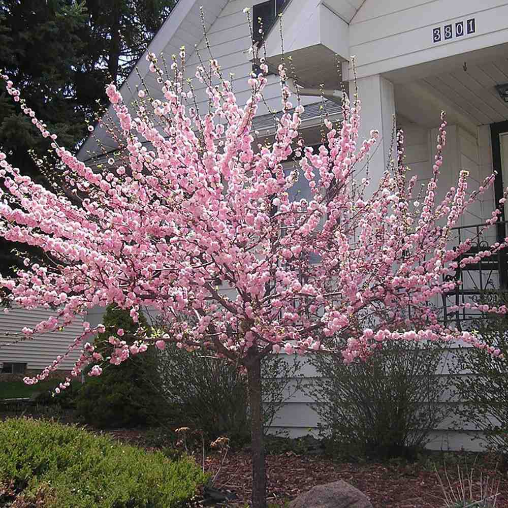 Migdalul pitic ornamental japonez, cu flori roz