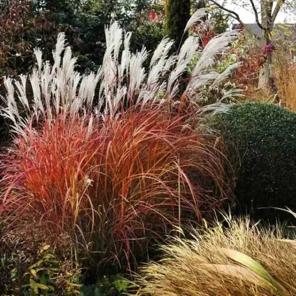 Iarba Elefantului (Miscanthus Sinensis) Dronning Ingrid, iarba ornamentala cu spice albe si frunzis rosiatic toamna, crestere rapida