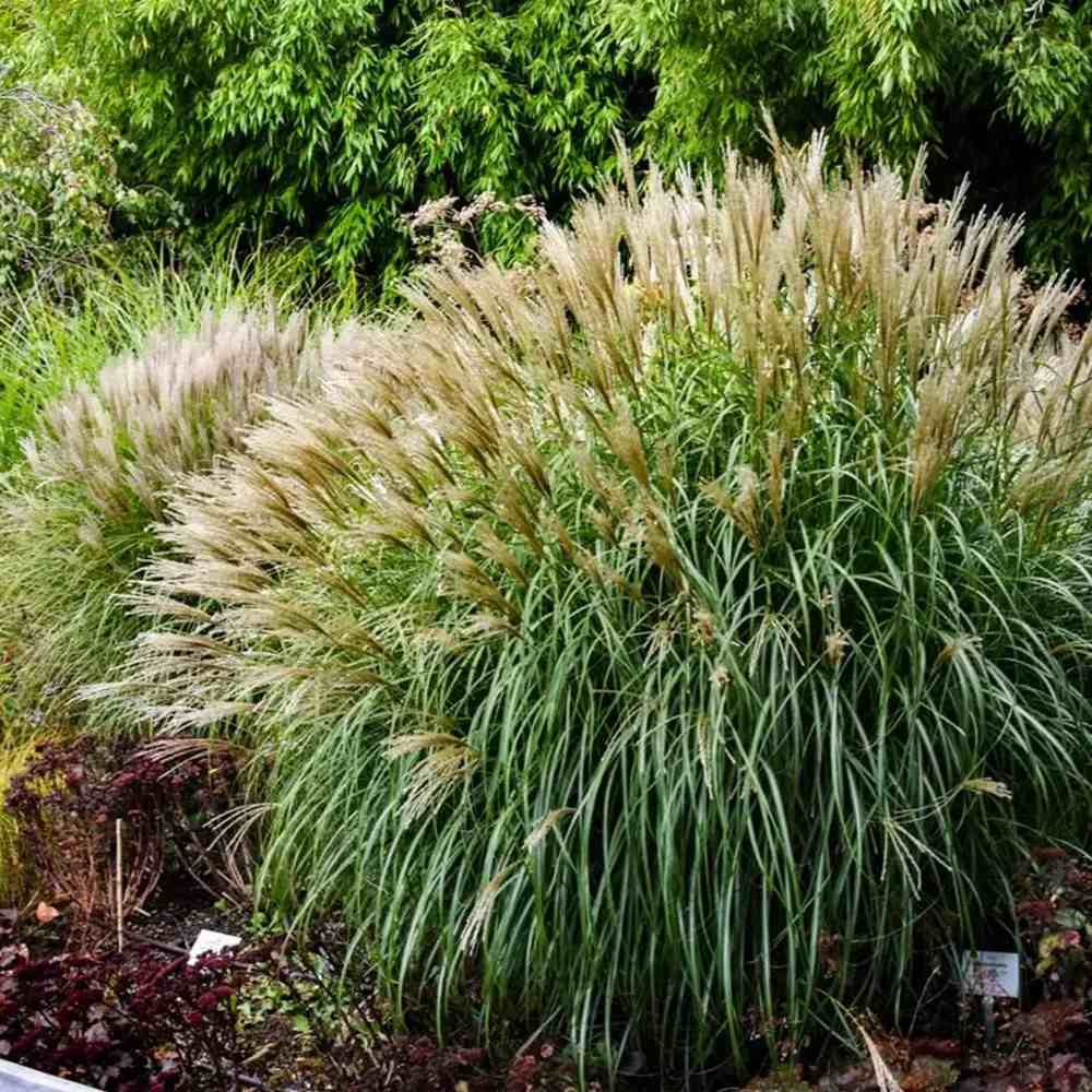Iarba Elefantului (Miscanthus Sinensis) Adagio, iarba ornamentala pitica, compacta cu spice argintii si frunzis elegant, crestere rapida
