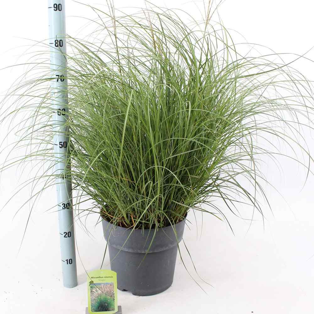 Iarba Elefantului (Miscanthus Sinensis) Adagio, iarba ornamentala pitica, compacta cu spice argintii si frunzis elegant, crestere rapida
