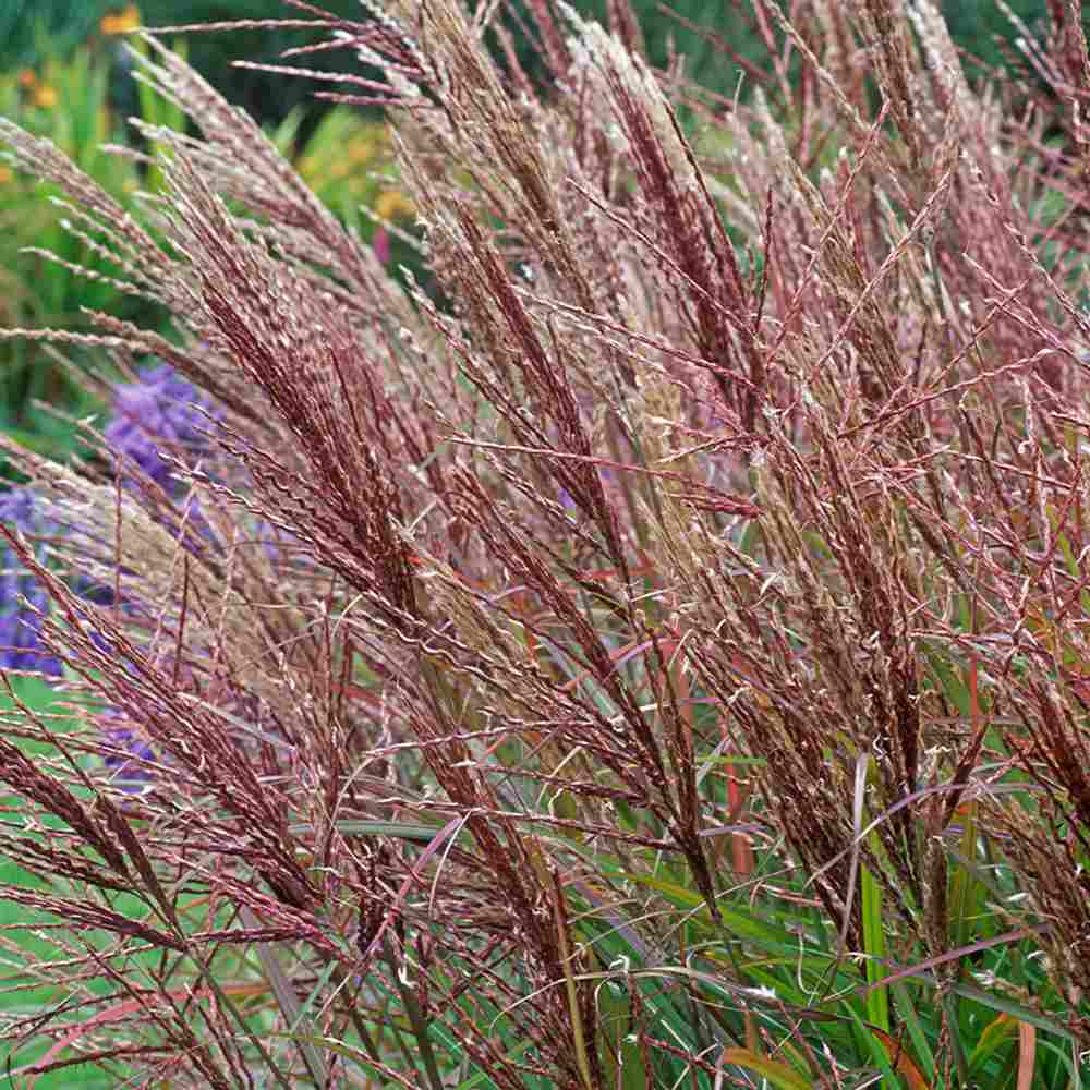 Iarba Elefantului (Miscanthus Sinensis) Ferner Osten, iarba ornamentala inalta cu spice rosii si frunzis elegant, crestere rapida
