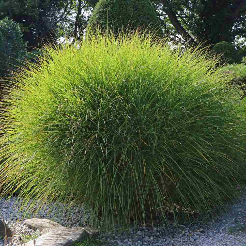 Iarba Elefantului (Miscanthus Sinensis) Gracillimus, iarba decorativa, rezistenta la ger si seceta, crestere rapida,