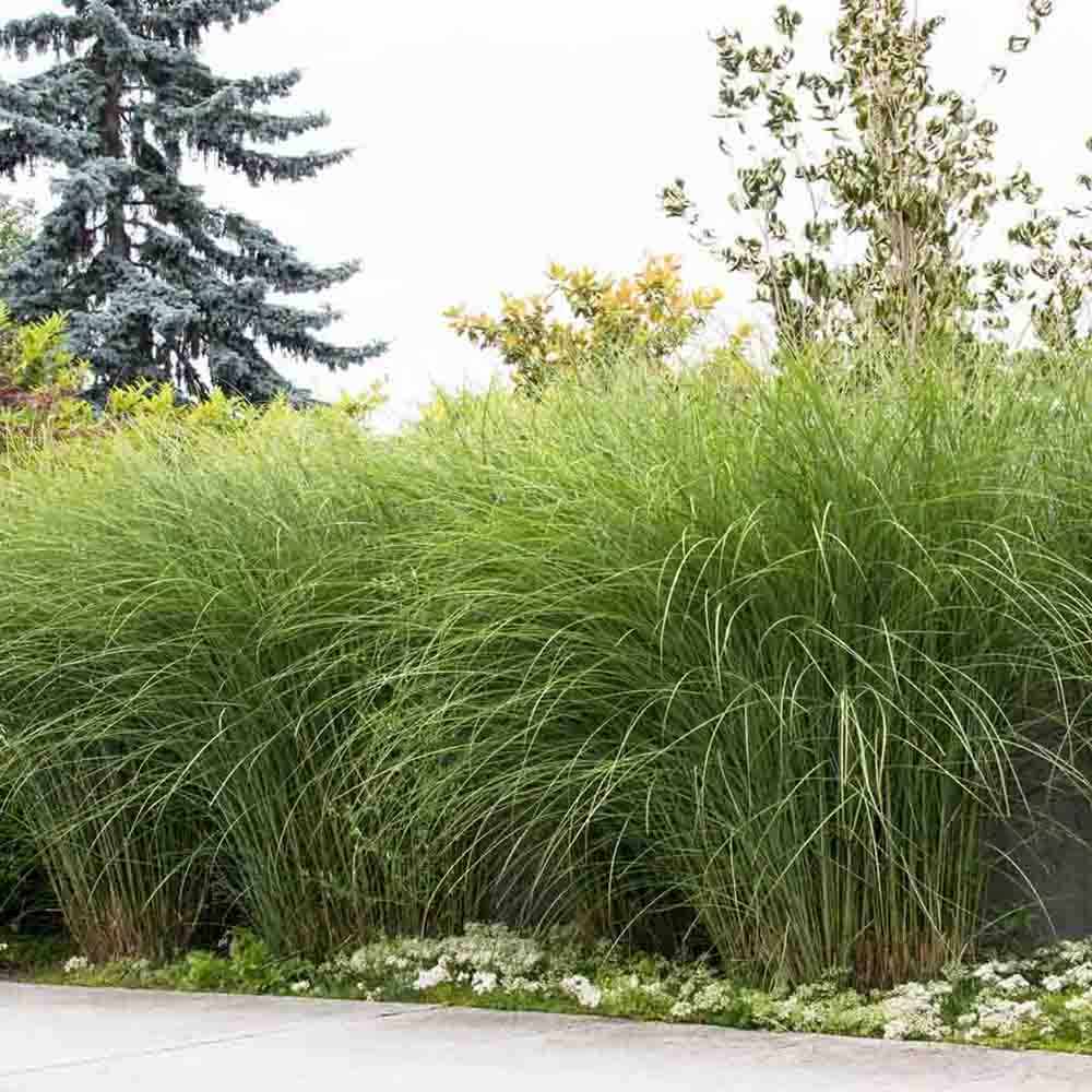 Iarba Elefantului (Miscanthus Sinensis) Gracillimus, iarba decorativa, rezistenta la ger si seceta, crestere rapida,